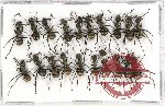 Scientific lot no. 15 Formicidae (20 pcs)