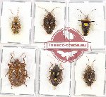 Scientific lot no. 691 Heteroptera (Pentatomidae) (6 pcs)