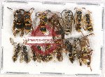 Scientific lot no. 254 Hymenoptera (16 pcs)