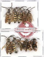 Scientific lot no. 257 Hymenoptera (11 pcs)