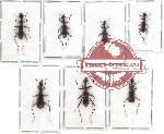 Scientific lot no. 38 Cicindelidae (Neocollyris spp.) (7 pcs)