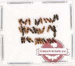 Scientific lot no. 119 Staphylinidae (36 pcs)