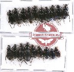 Scientific lot no. 316 Carabidae (19 pcs A-, A2)