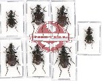 Scientific lot no. 312 Carabidae (Pterostichini spp.) (7 pcs)
