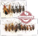 Scientific lot no. 702 Heteroptera (16 pcs)