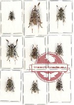 Scientific lot no. 113 Cerambycidae (Lamiinae) (9 pcs - 4 pcs A2)