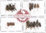 Scientific lot no. 108 Cerambycidae (17 pcs A, A-, A2)