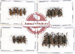 Scientific lot no. 109 Cerambycidae (18 pcs A, A-, A2)