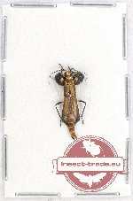 Cantharidae sp. 13A (A2)