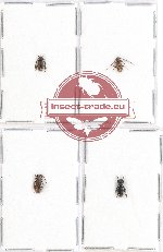 Scientific lot no. 103A Cerambycidae (4 pcs - 2 pcs A2)
