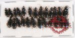 Scientific lot no. 337 Carabidae (25 pcs)