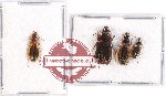 Scientific lot no. 314 Carabidae (4 pcs)