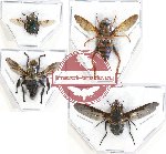 Scientific lot no. 30 Diptera (4 pcs A, A2)