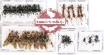Scientific lot no. 12 Formicidae (33 pcs)