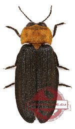 Lampyridae sp. 1