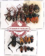 Scientific lot no. 685 Heteroptera (19 pcs A, A-, A2)
