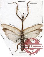 Ceratocrania macra (A-)