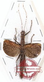 Phasmidae sp. 79
