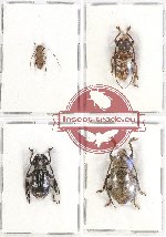 Scientific lot no. 101A Cerambycidae (4 pcs A-, A2)
