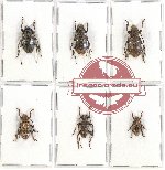 Scientific lot no. 102B Cerambycidae (6 pcs)