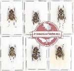 Scientific lot no. 105A Cerambycidae (Cacia - Corethrophora spp.) (6 pcs)