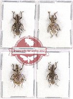 Scientific lot no. 425 Curculionidae (4 pcs)