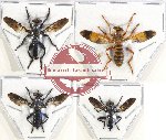 Scientific lot no. 32 Diptera (Asilidae) (4 pcs)