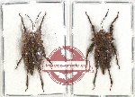 Scientific lot no. 30 Orthoptera (2 pcs)
