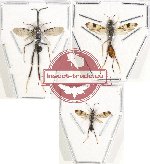 Scientific lot no. 229A Hymenoptera (3 pcs)
