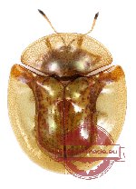 Aspidimorpha furcata (Thunberg, 1789)