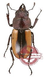 Prosopocoilus fruhstorferi ssp. sumbaensis Mizunuma, 1998 (A2)