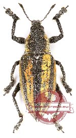 Curculionidae sp. 100 (10 pcs)
