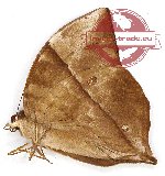 Zeuxidia luxerii (AA-)