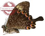 Papilio paris tenggarensis