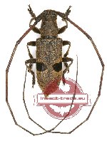 Xenohammus bimaculatus