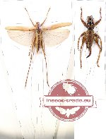 Scientific lot no. 28 Orthoptera (2 pcs A-/A2)