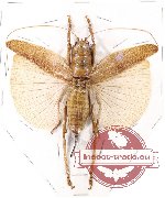 Gryllidae sp. 1 (A2)
