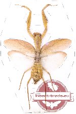 Mantidae sp. 21
