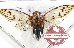 Cicadidae sp. 65 (A-)