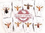 Scientific lot no. 101BC Heteroptera (Reduviidae) (8 pcs A, A-, A2)