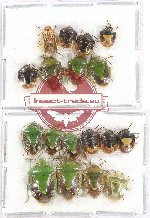 Scientific lot no. 712 Heteroptera (18 pcs)