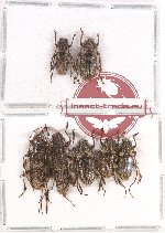 Scientific lot no. 160 Cerambycidae (7 pcs A-/A2)