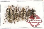 Scientific lot no. 213 Cerambycidae (5 pcs A-/A2)
