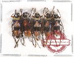 Scientific lot no. 161 Cerambycidae (5 pcs)