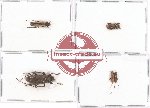 Scientific lot no. 146 Cerambycidae (5 pcs)