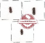 Bostrichidae Scientific lot no. 43 (3 pcs)