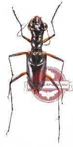 Therates spinipennis ssp. xanthophobus