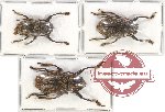 Scientific lot no. 201 Cerambycidae (3 pcs A2)