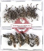 Scientific lot no. 437 Curculionidae (10 pcs)