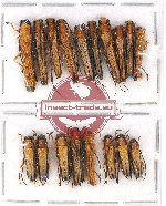 Scientific lot no. 126 Cerambycidae (18 pcs)